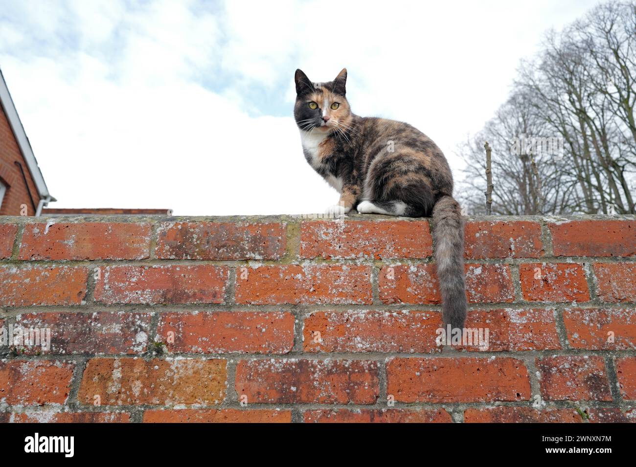 Tageslichtfarbe Grünäugige Tabby Cat Kitten lange Whisker und buschiger Schwanz, der auf einer roten Ziegelwand sitzt, blauer Himmel und weiße Wolken, Dach des Hauses, Bäume Stockfoto