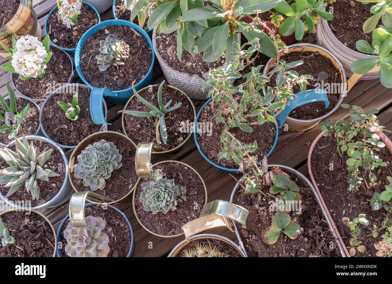 Hausgemachte Blumen, Sukkulenten, Kakteen und andere Bäume in Töpfen im Balkongarten. Zierpflanzen stehen auf einer Terrasse, natürliche Pflanzen im Topf Stockfoto
