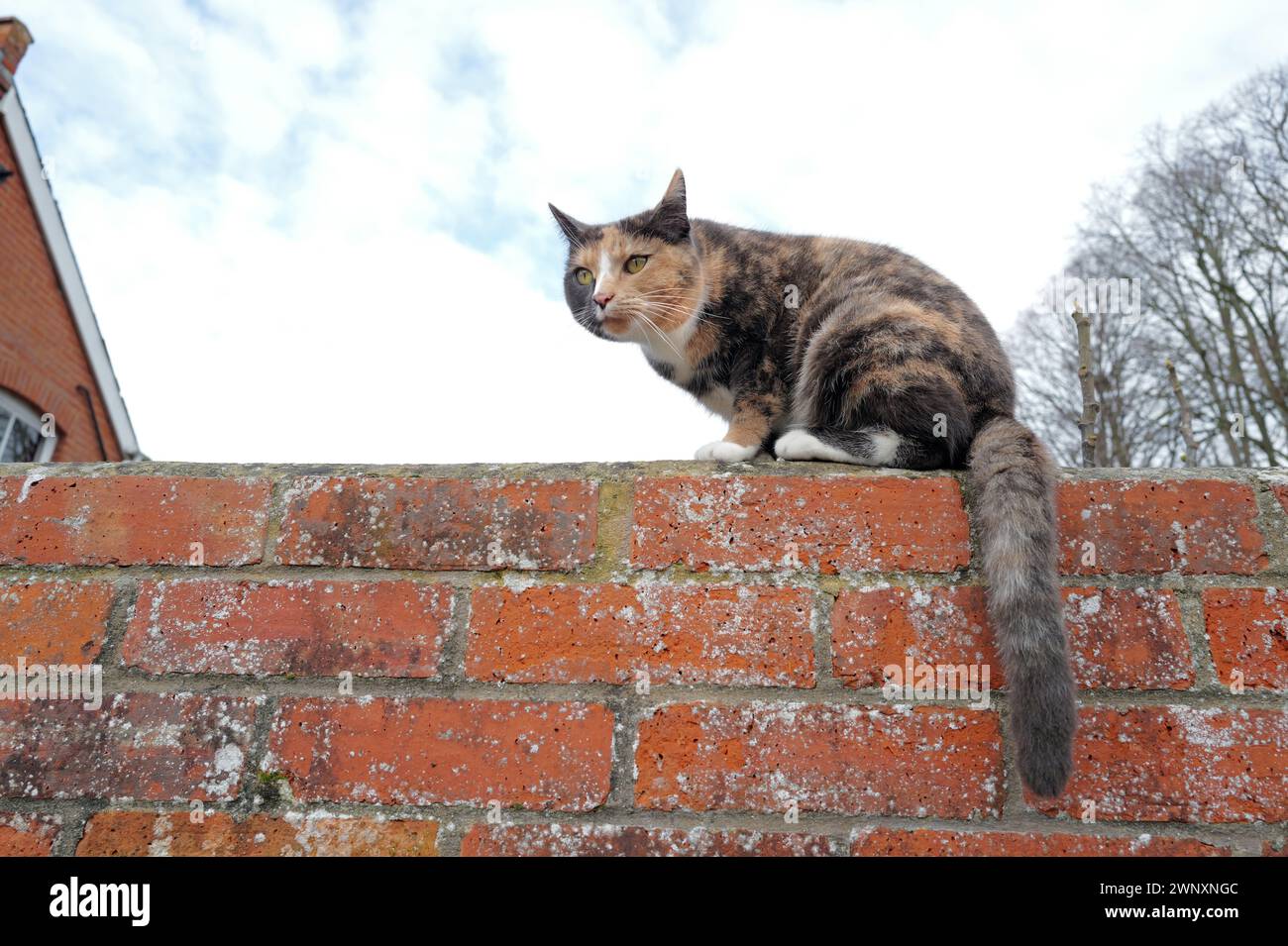 Tageslichtfarbe Grünäugige Tabby Cat Kitten lange Whisker und buschiger Schwanz, der auf einer roten Ziegelwand sitzt, blauer Himmel und weiße Wolken, Dach des Hauses, Bäume Stockfoto