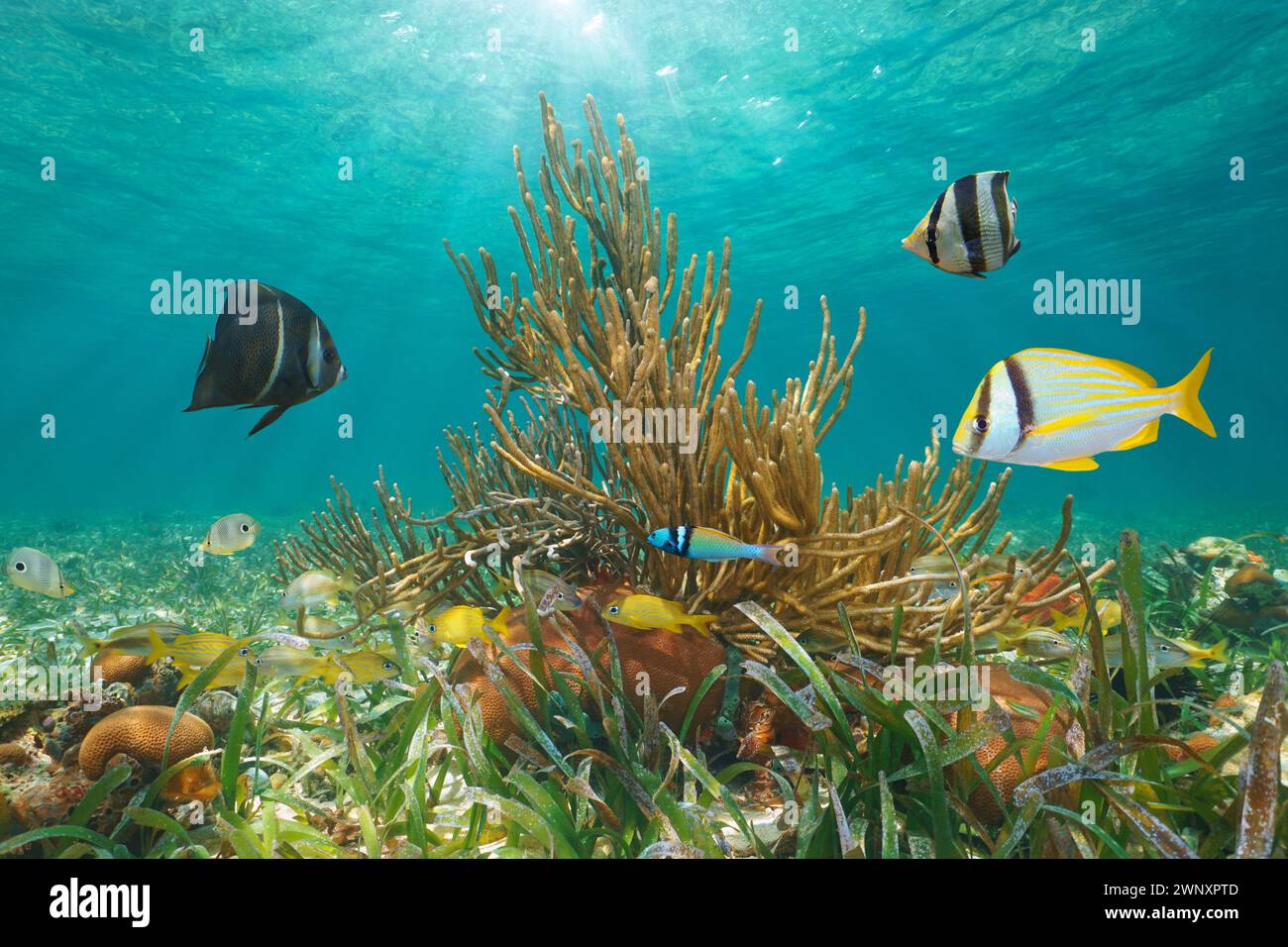 Tropische Fische mit Korallen unter Wasser in der Karibik, natürliche Szene, Großantillen, Kuba Stockfoto