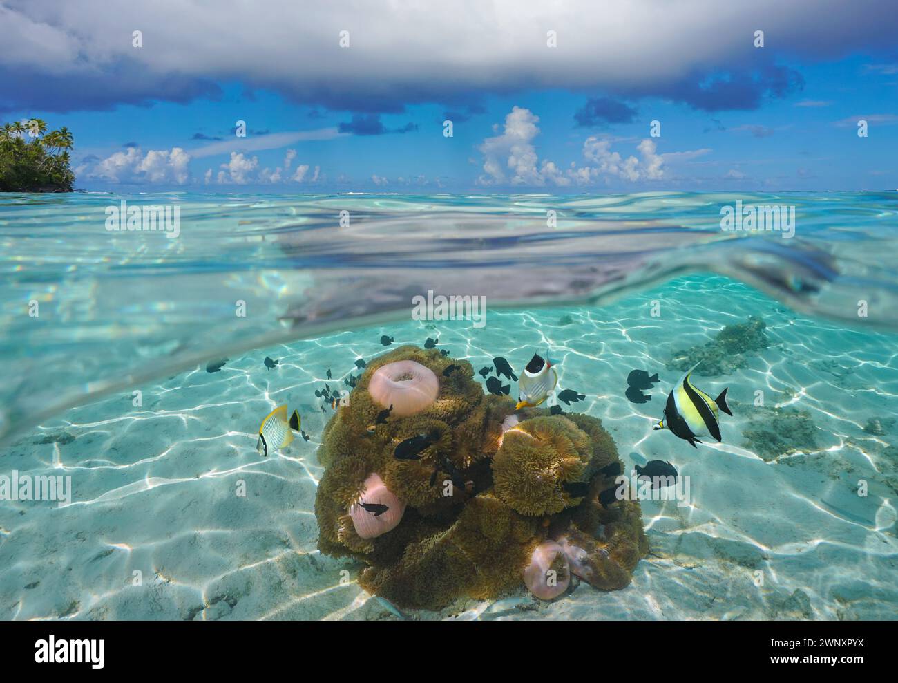 Tropische Meereslandschaft, Fische mit Meeresanemonen unter Wasser in der Lagune von Huahine in Französisch-Polynesien, geteilter Blick über und unter der Wasseroberfläche Stockfoto
