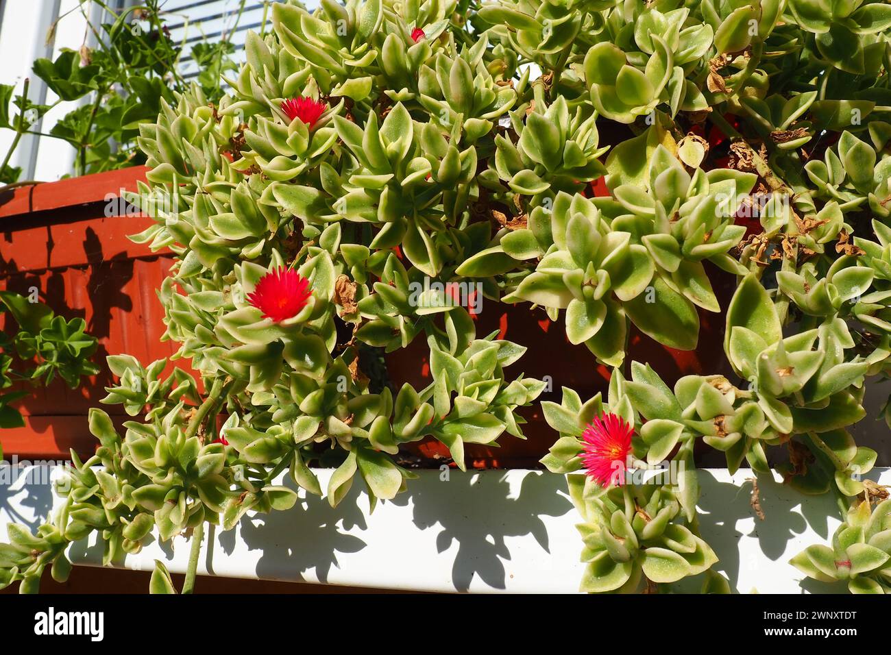 Mesembryanthemum cordifolium, Aptenia cordifolia ist eine Art von Sukkulenten in der Familie der Eispflanzen, kriechende Pflanze. Blumen auf der Fensterbank. Baby Stockfoto