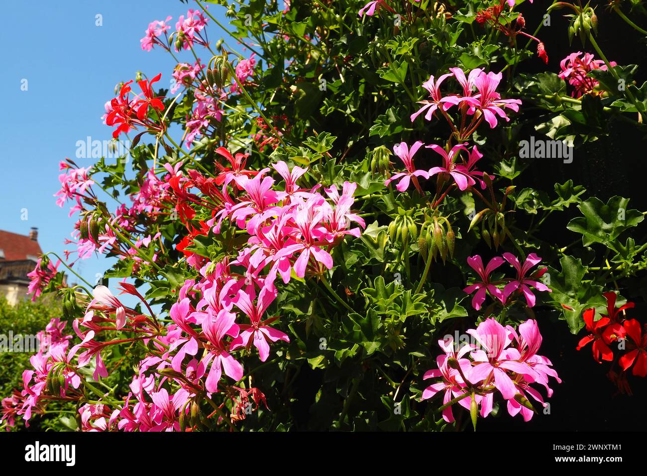 Blühender rosafarbener Kranichschnabel-Efeugeranium pelargonium im vertikalen Design der Landschaftsgestaltung von Straßen und Parks. Schöne große pelargoniumgeranie Stockfoto