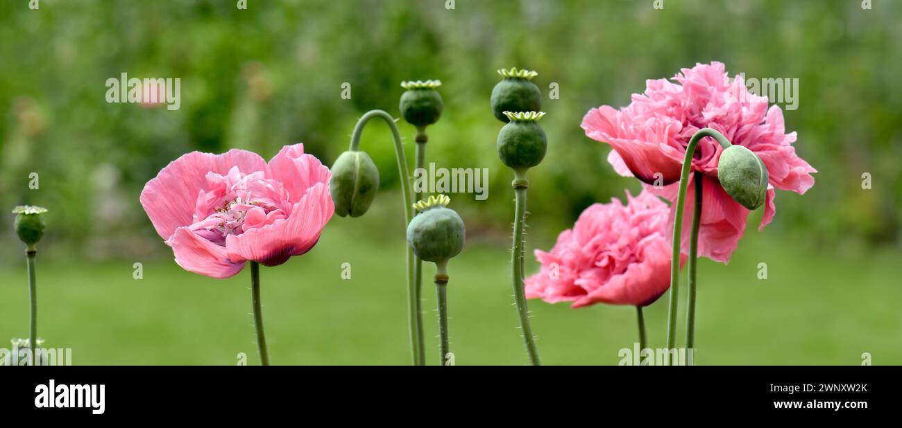 Panoramabild der Doppelblumenkopf-Riese-Mohnblumen in rosa Stockfoto