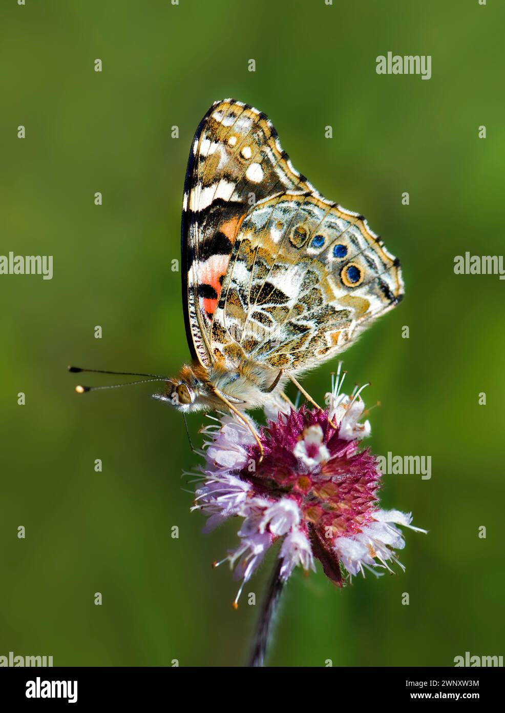 Bemalte Dame Schmetterling, der sich von wilden Minzpflanzen ernährt, gegen das unscharfe Feld Stockfoto