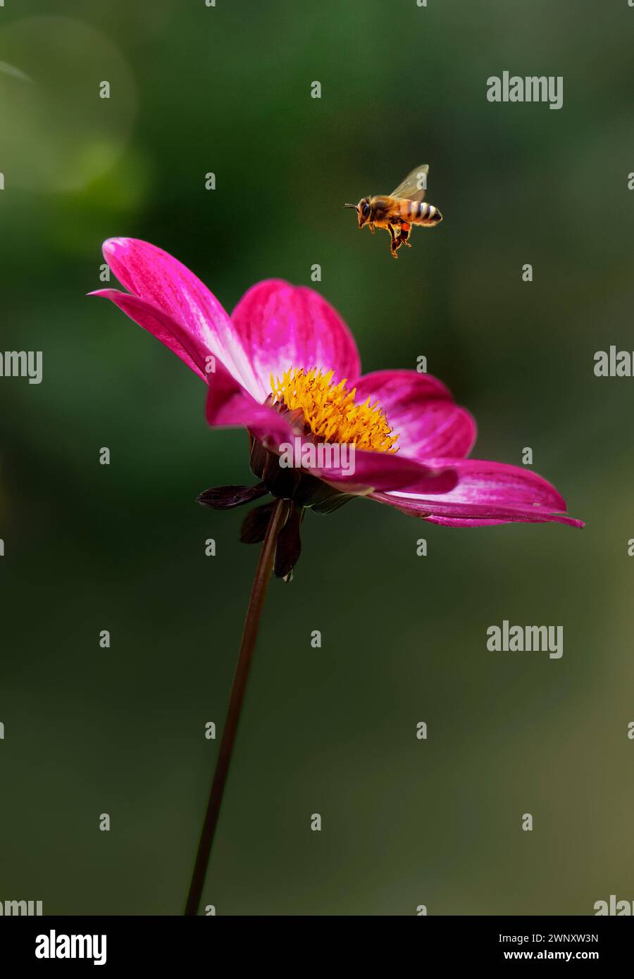 Honigbiene, die von der Dahlia-Blume abfliegt, Varietät Dahlia Dahlegria Magenta Bicolour Stockfoto