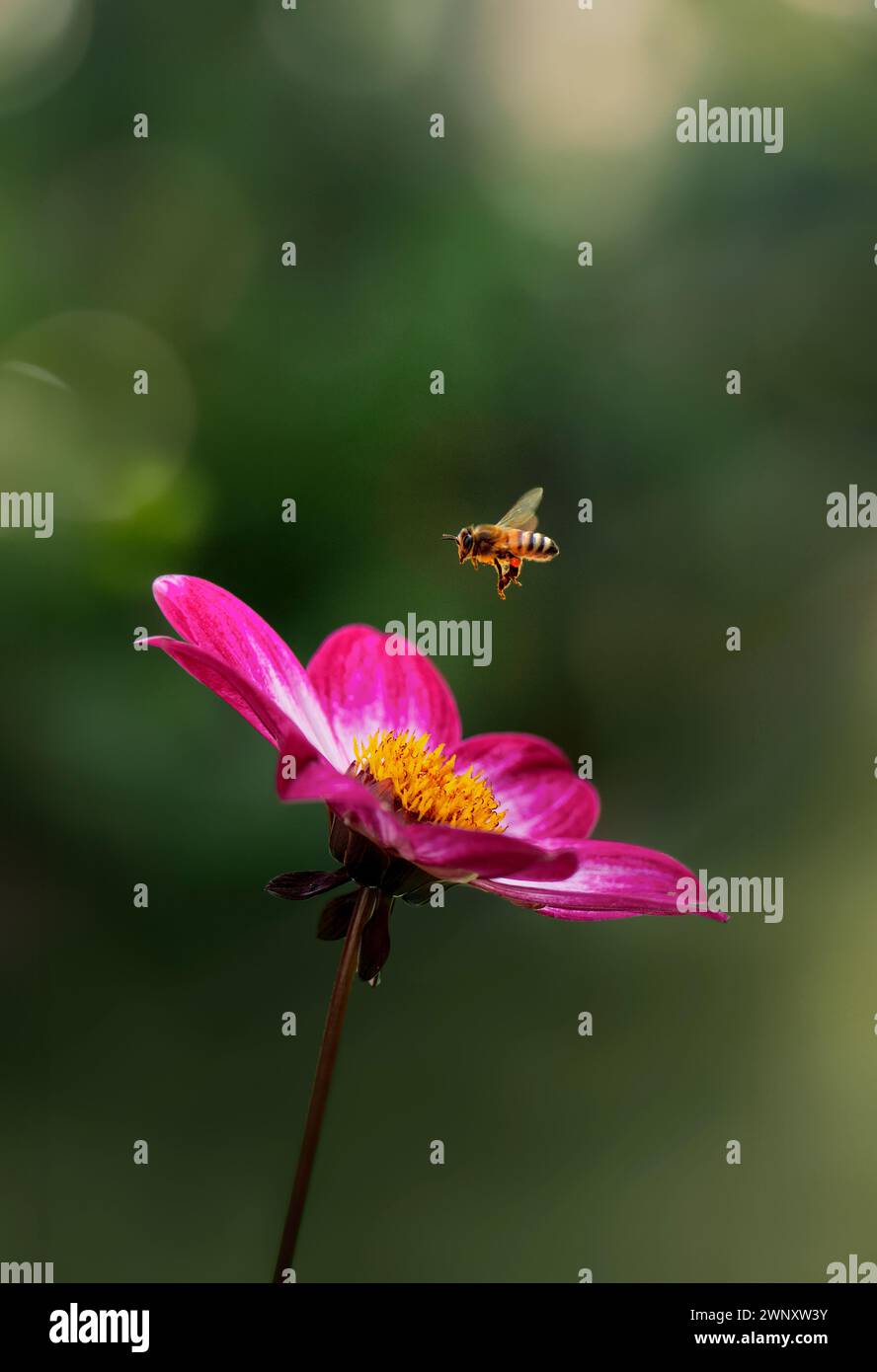 Honigbiene, die von der Dahlia-Blume abfliegt, Varietät Dahlia Dahlegria Magenta Bicolour Stockfoto