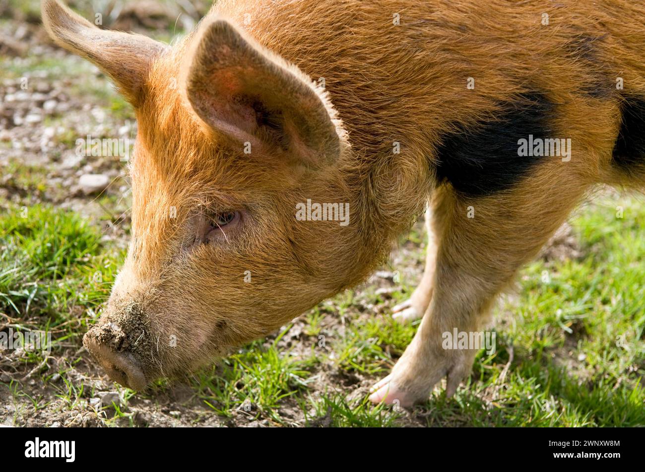 Kune Kune und Wildschweine kreuzen ältere Ferkel, die in Pertshire, Schottland, Vereinigtes Königreich, aufgenommen wurden Stockfoto