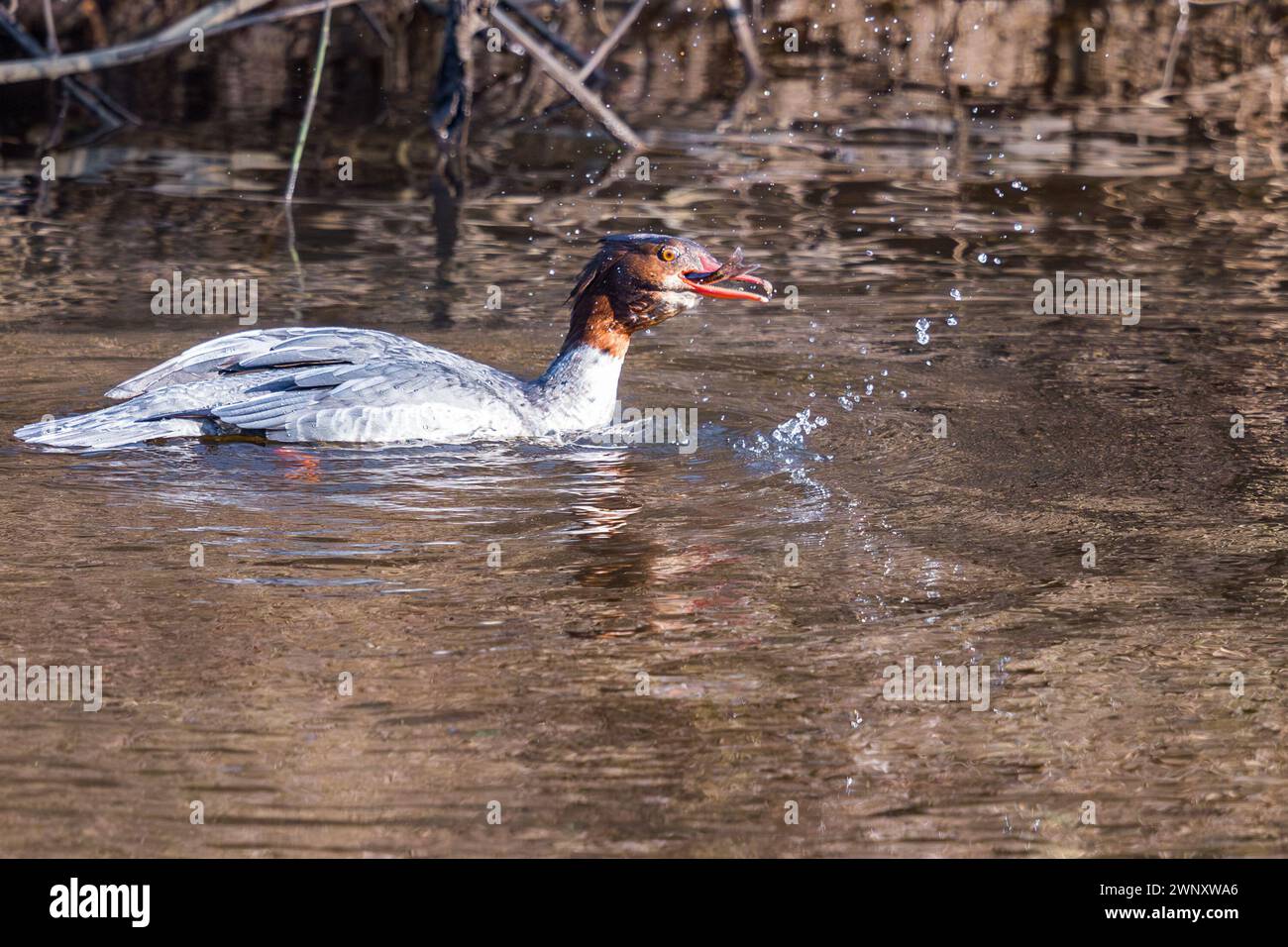 Weibchen, Mergus Merganser, isst Fisch am Fluss Aire, West Yorkshire mit Fisch im Mund. Stockfoto