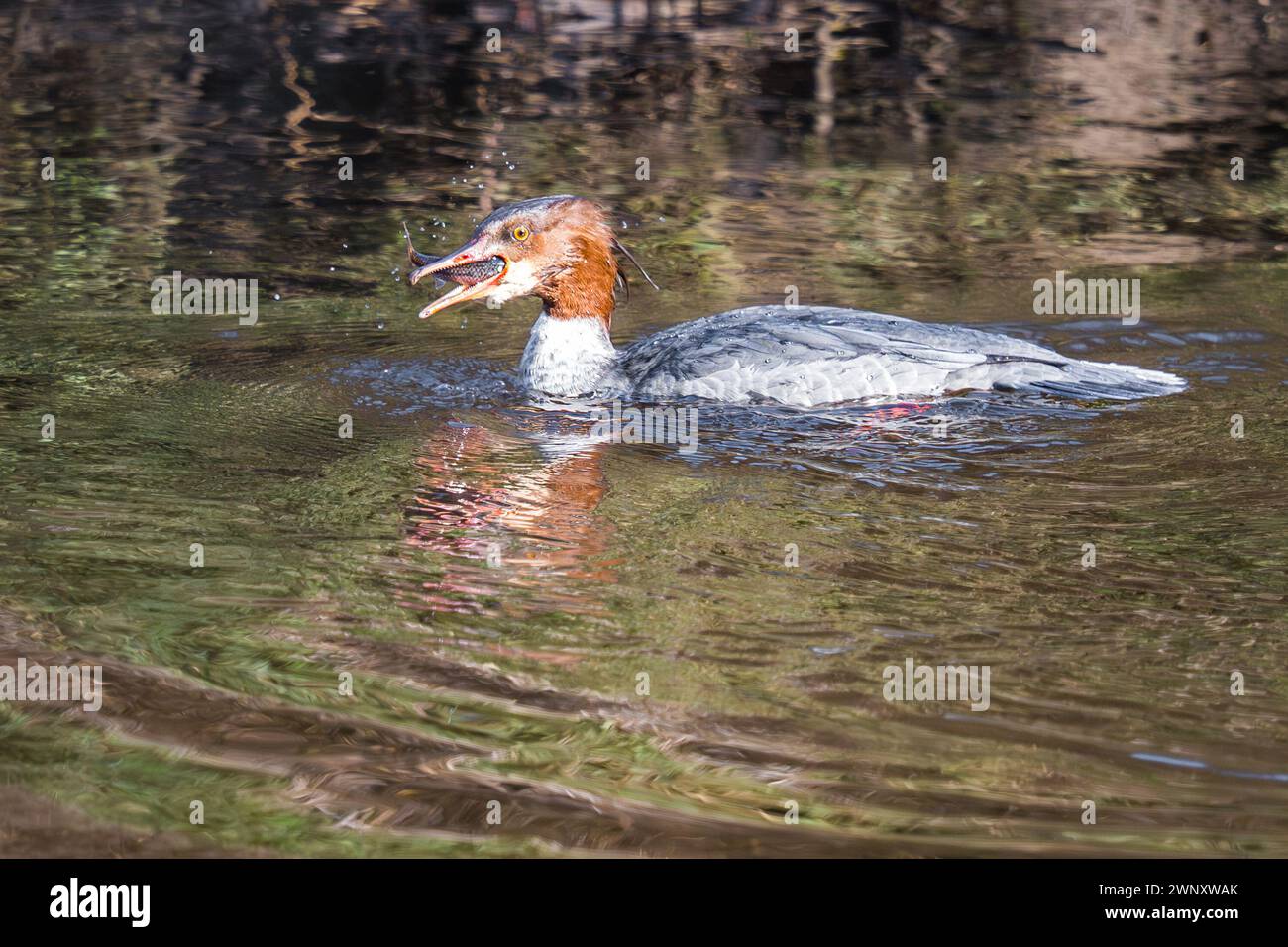 Weibchen, Mergus Merganser, isst Fisch am Fluss Aire, West Yorkshire mit Fisch im Mund. Stockfoto