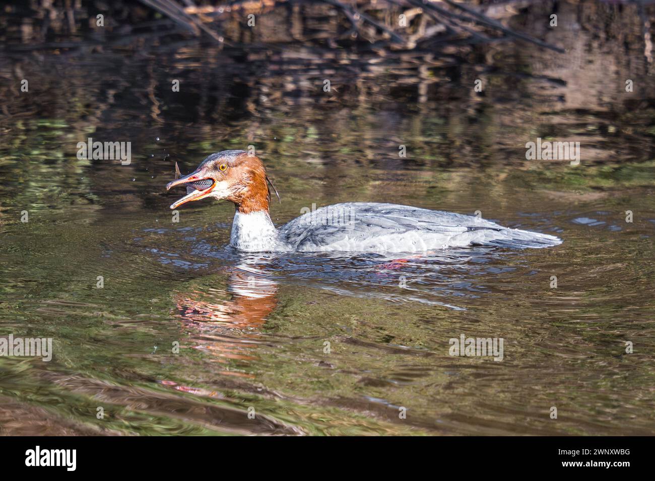 Weibchen, Mergus Merganser, isst Fisch am Fluss Aire, West Yorkshire mit Fisch im Mund. Stockfoto