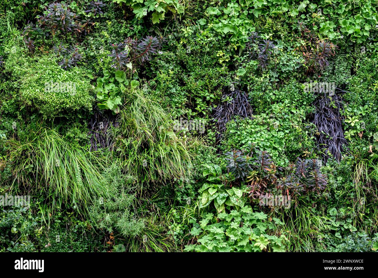 Living Plant Wall in Bradford in Avon Town CTE, Somerset, Großbritannien Stockfoto