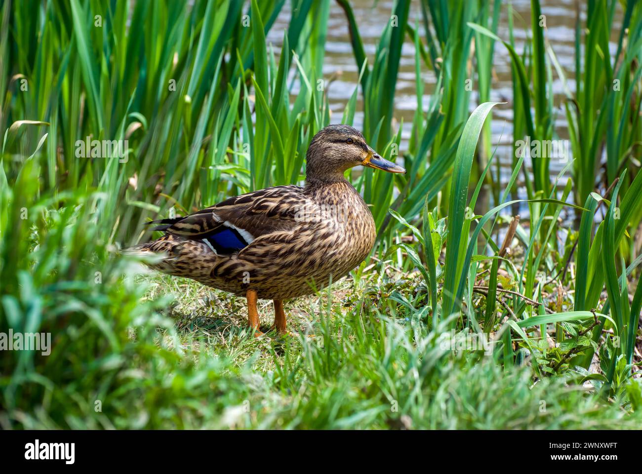 Wunderschöne weibliche Mallard Ente, die im langen Gras am nahe gelegenen Wasser steht und beobachtet, Bristol, Großbritannien Stockfoto