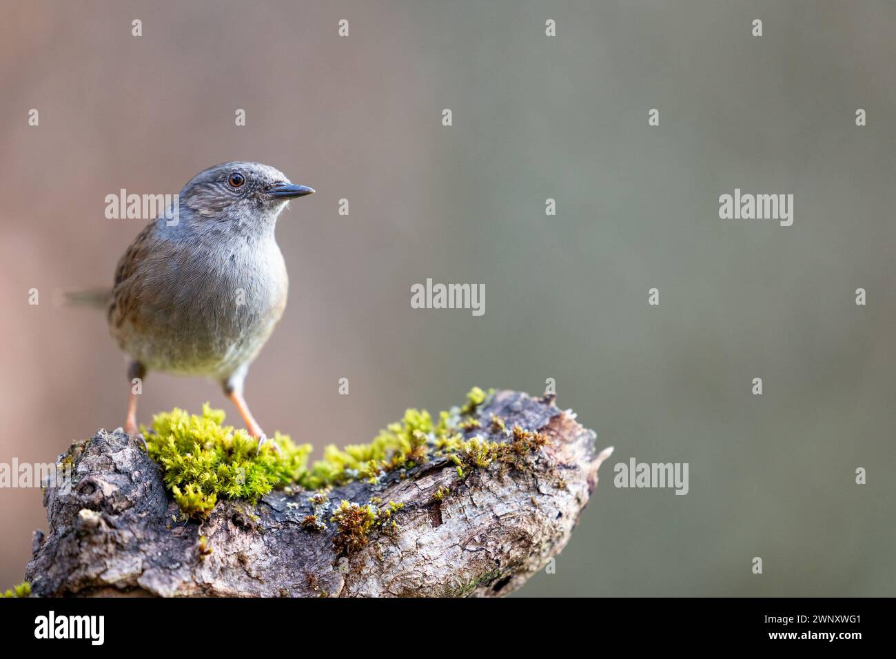Dunnock (Prunella modularis) im Frühjahr. Auf einem moosigen Baumstamm mit natürlichem Hintergrund - Yorkshire, Großbritannien im März Stockfoto