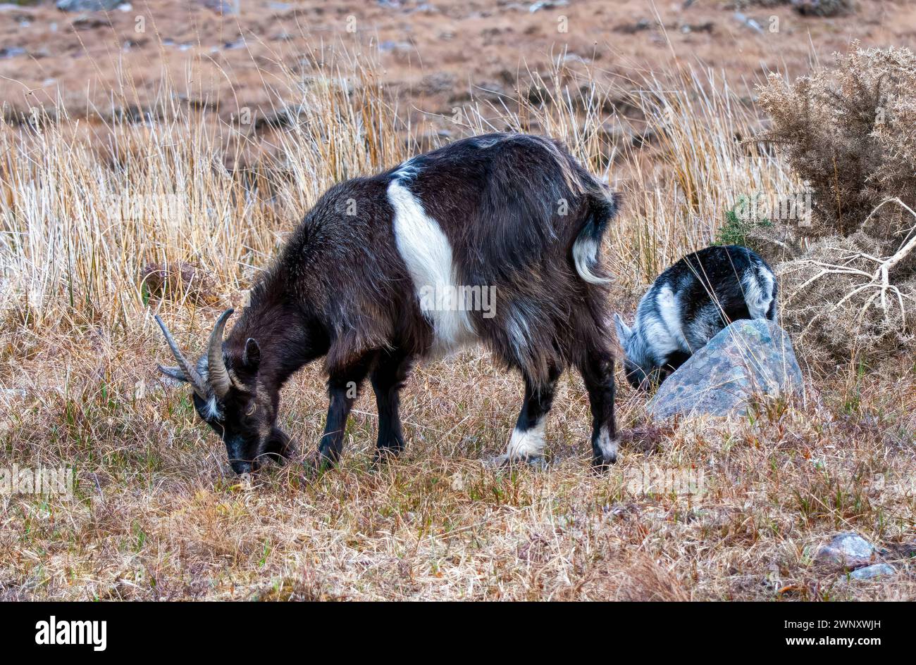 Wilde Ziege, die mit Kind weidet, in der Nähe von Gairloch, Schottland Stockfoto
