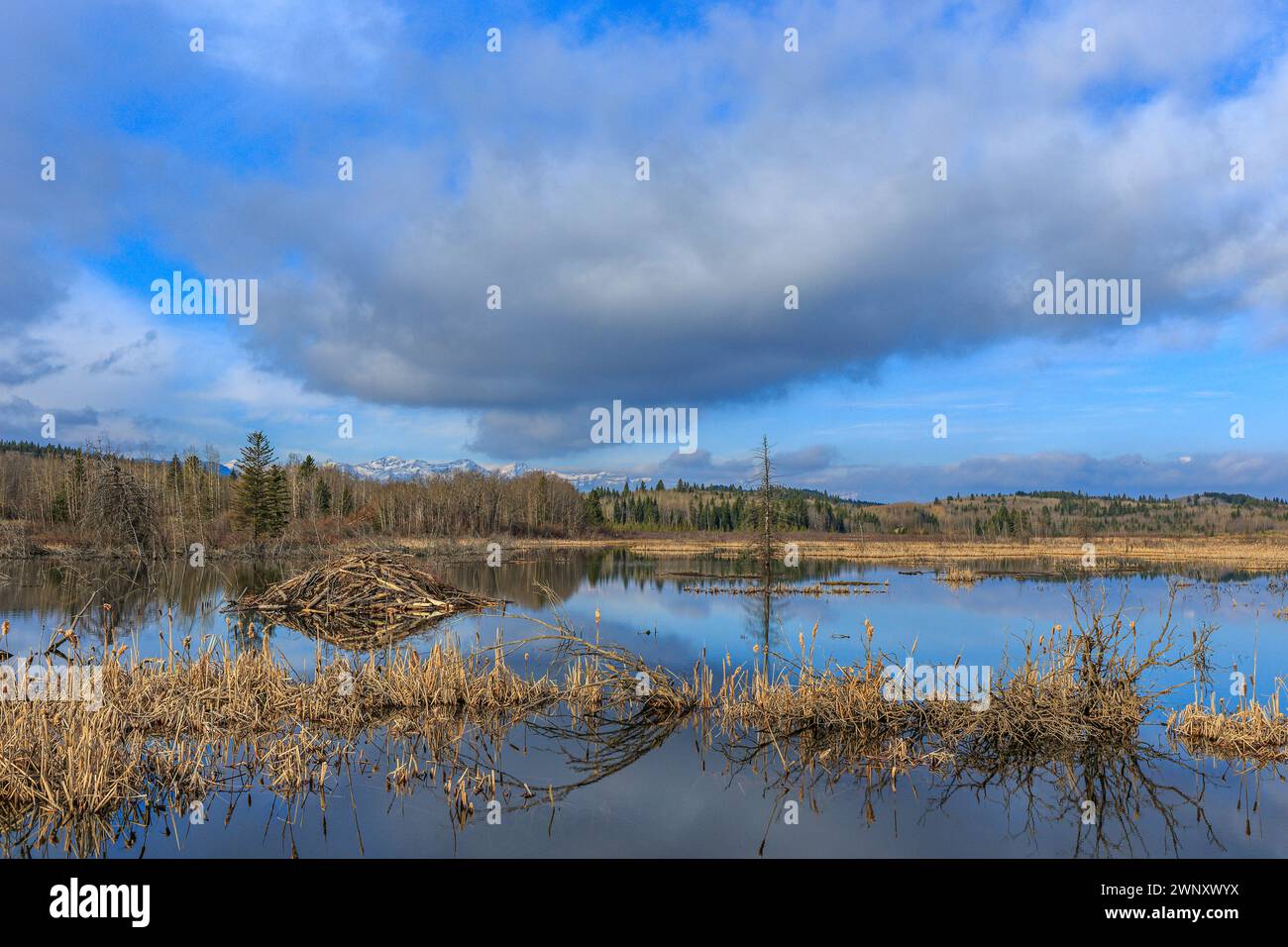 Beaver Damm und Lodge im Bow Valley im Süden Albertas Stockfoto