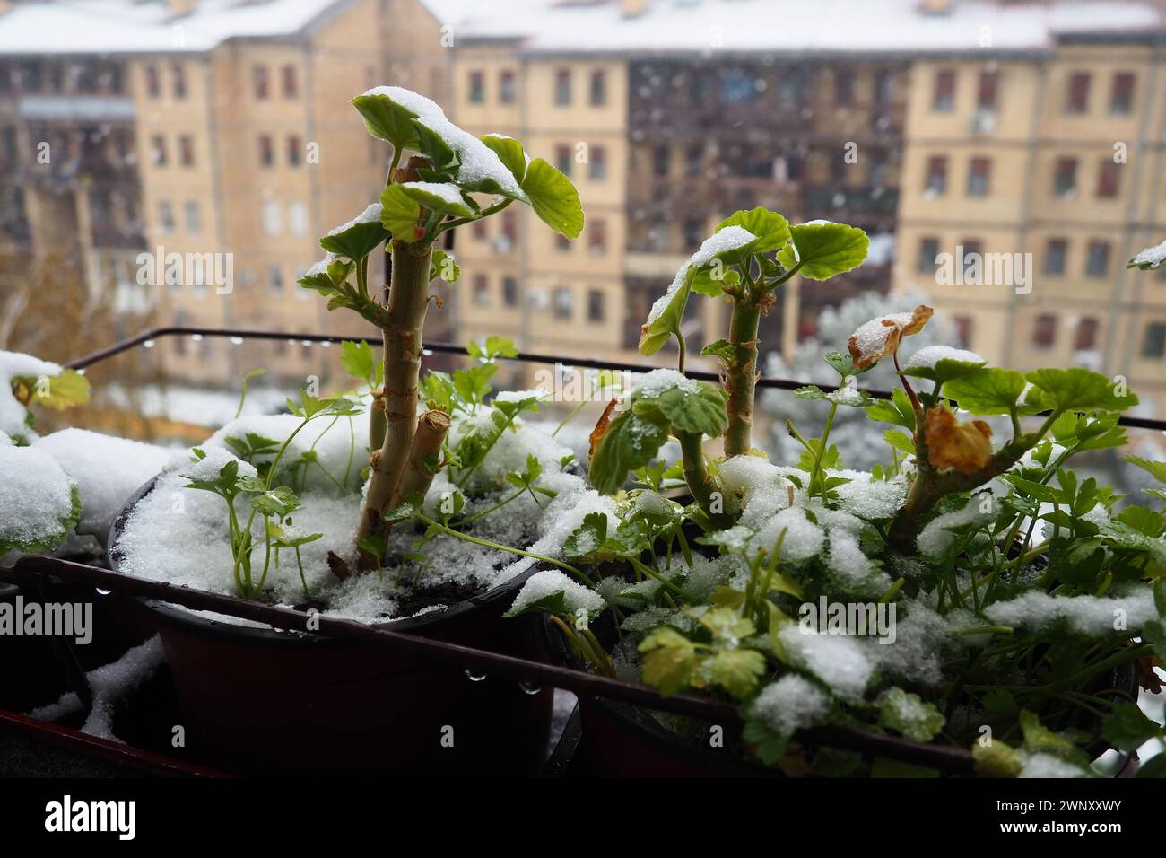 Plötzlicher Schneefall und Schneesturm. Einfrieren frischer Triebe. Mehrstöckige Wohngebäude. Große Schneeflocken fliegen und drehen sich. Geranium oder pelargonium ist Stockfoto