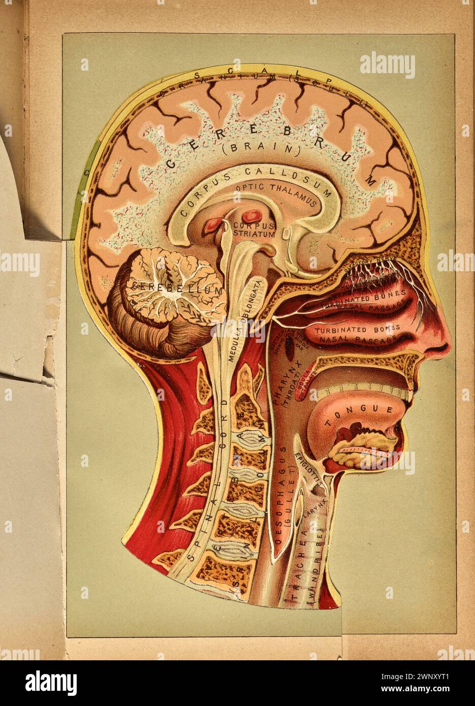 Dreidimensionales anatomisches Farbdiagramm des menschlichen Kopfes, bestehend aus aufklappbaren Papierlaschenüberzügen, aus dem Buch der Gesundheit (1898). Von Henry M. Lyman und Levi W. Yaggy. Dieses Diagramm erscheint gegenüber Seite 870 im Buch der Gesundheit Stockfoto