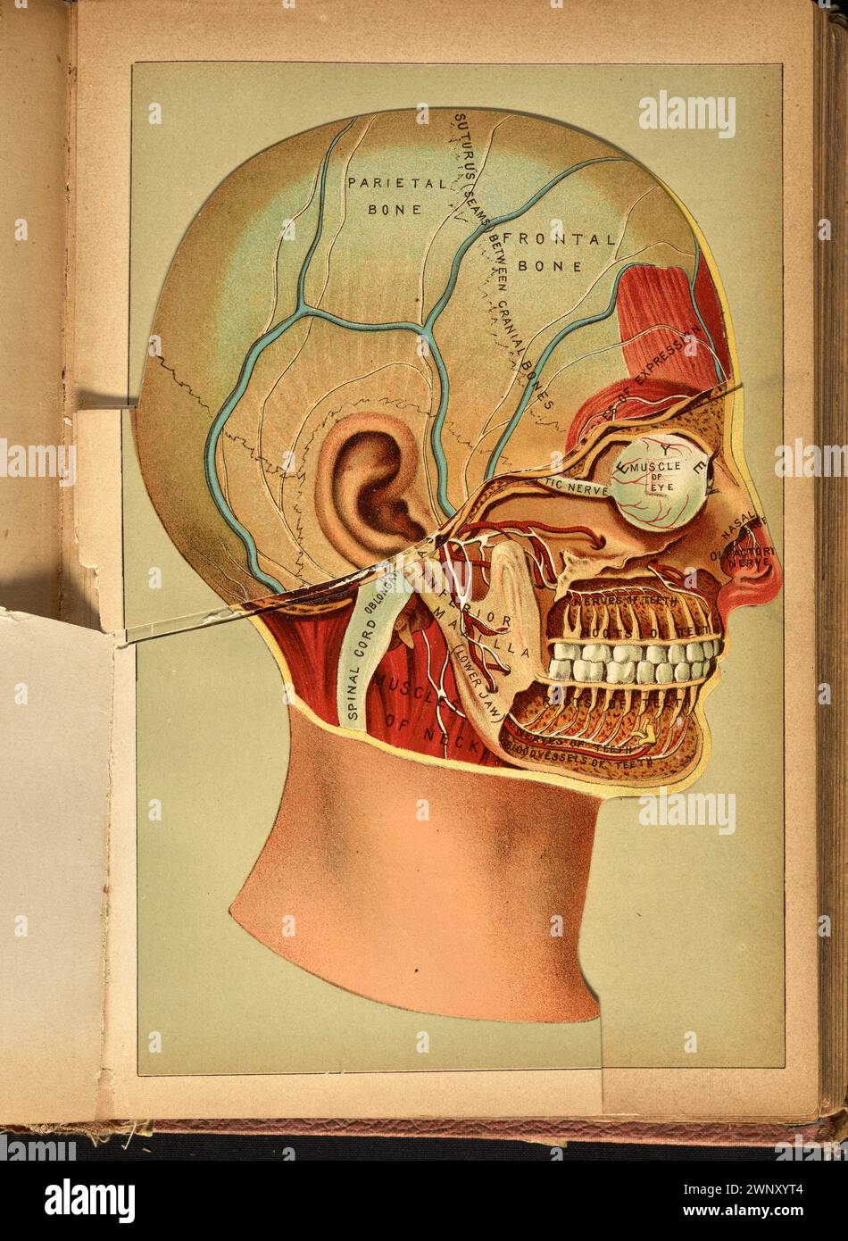 Dreidimensionales anatomisches Farbdiagramm des menschlichen Kopfes, bestehend aus aufklappbaren Papierlaschenüberzügen, aus dem Buch der Gesundheit (1898). Von Henry M. Lyman und Levi W. Yaggy. Dieses Diagramm erscheint gegenüber Seite 870 im Buch der Gesundheit Stockfoto