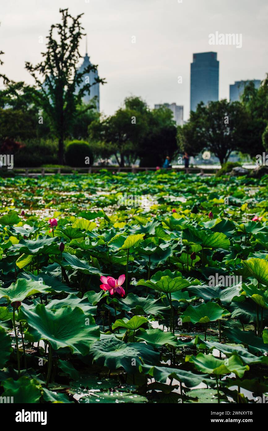 Lotus-Blumenteich in Suzhou Stockfoto