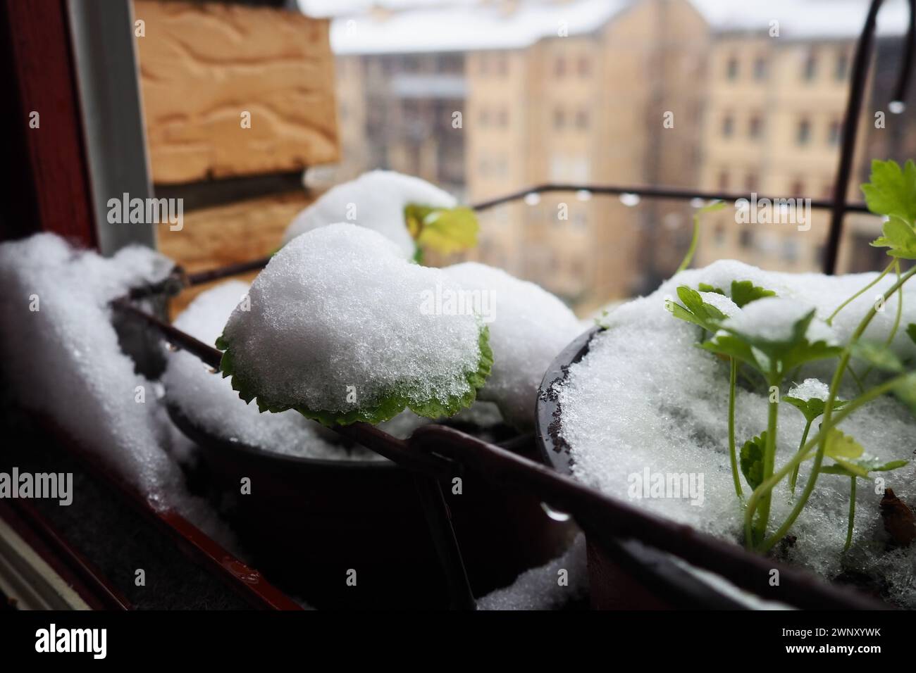 Plötzlicher Schneefall und Schneesturm. Einfrieren frischer Triebe. Mehrstöckige Wohngebäude. Große Schneeflocken fliegen und drehen sich. Geranium oder pelargonium ist Stockfoto