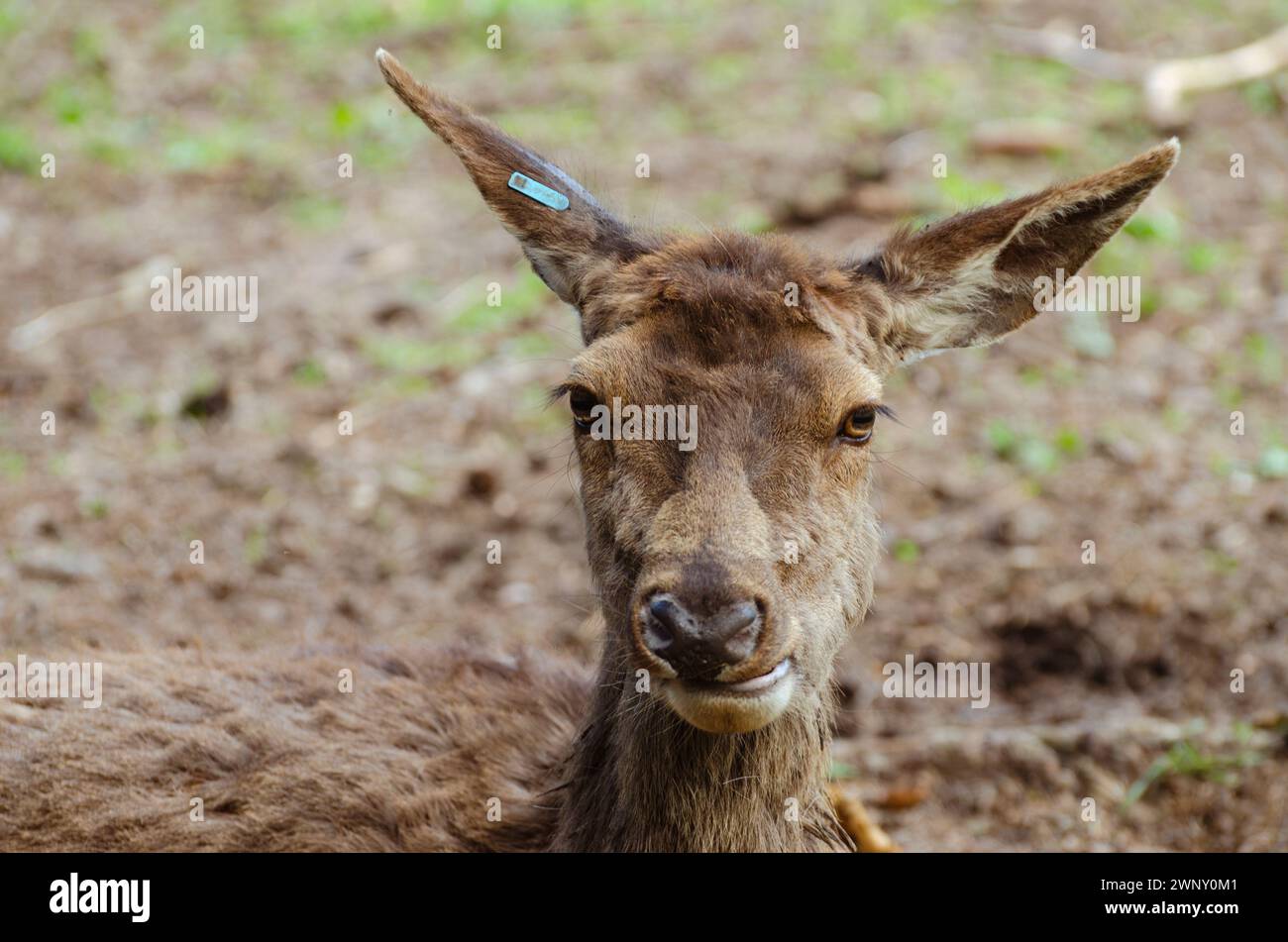 Nahaufnahme Hirschporträt mit lustigem Gesicht Stockfoto