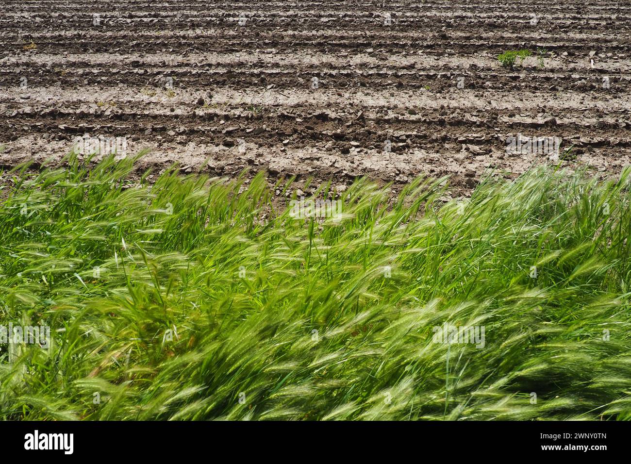 Hordeum murinum, auch bekannt als Mauergerste oder Falschgerste, ist eine Grasart und ein naher Verwandter der Zuchtgerste Hordeum vulgare Stockfoto