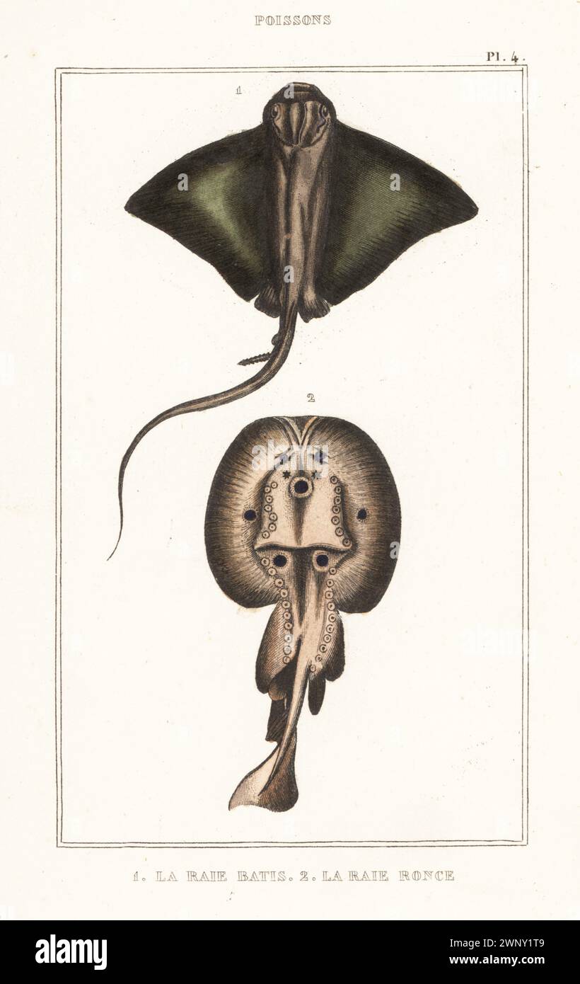 Kritisch gefährdeter gemeiner Skate, Dipturus batis 1 und Dornback Ray, Raja clavata 2. La raie batis, Raja batis, la raie ronce, Raja rubus. Handkolorierter Stippelstich aus den Oeuvres du comte de Lacépède, comprenant l’histoire naturelle des Poissons, Paris, um 1850. Die nicht akkreditierten Illustrationen wurden aus Originalen von Jacques de Seve, Marcus Bloch, Robert Benard, Jean-Gabriel Pretre usw. kopiert Stockfoto