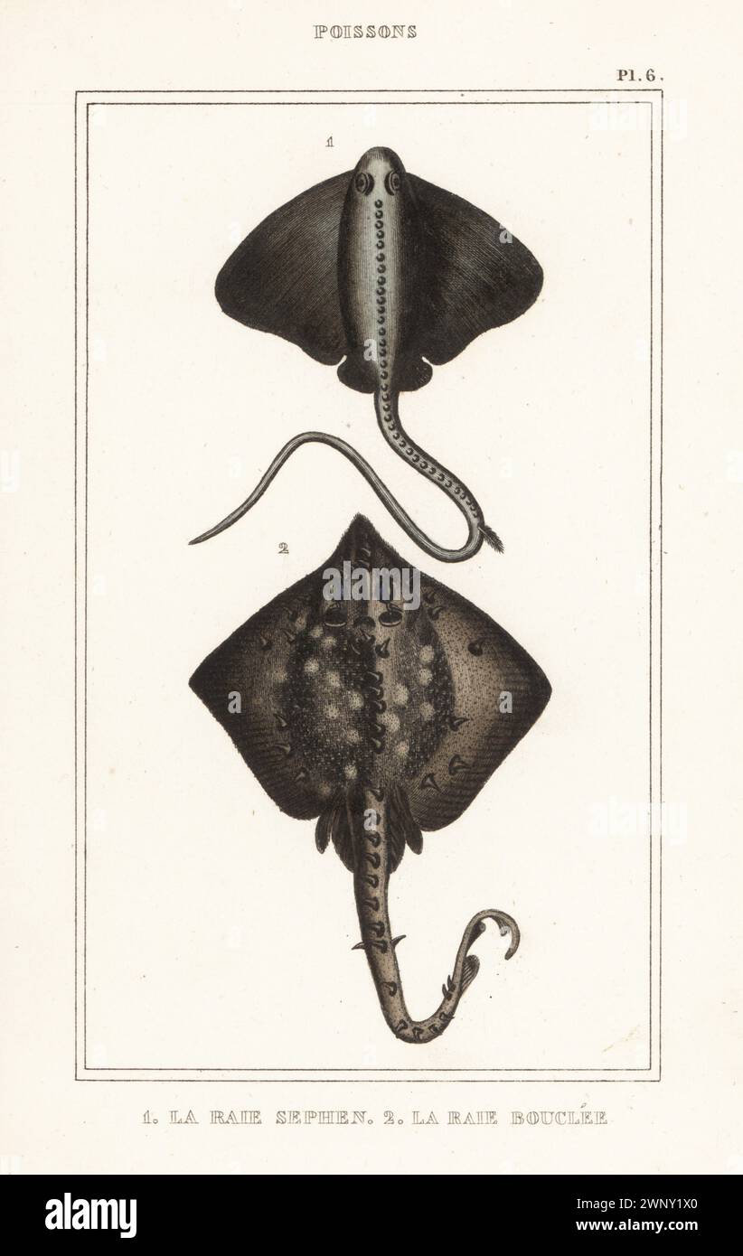 Cowtail Stachelrochen, Pastinachus sephen 1 und Dornback Rochen, Raja clavata 2. La Raie Sepsis, La Raie Bouclee. Handkolorierter Stippelstich aus den Oeuvres du comte de Lacépède, comprenant l’histoire naturelle des Poissons, Paris, um 1850. Die nicht akkreditierten Illustrationen wurden aus Originalen von Jacques de Seve, Marcus Bloch, Robert Benard, Jean-Gabriel Pretre usw. kopiert Stockfoto