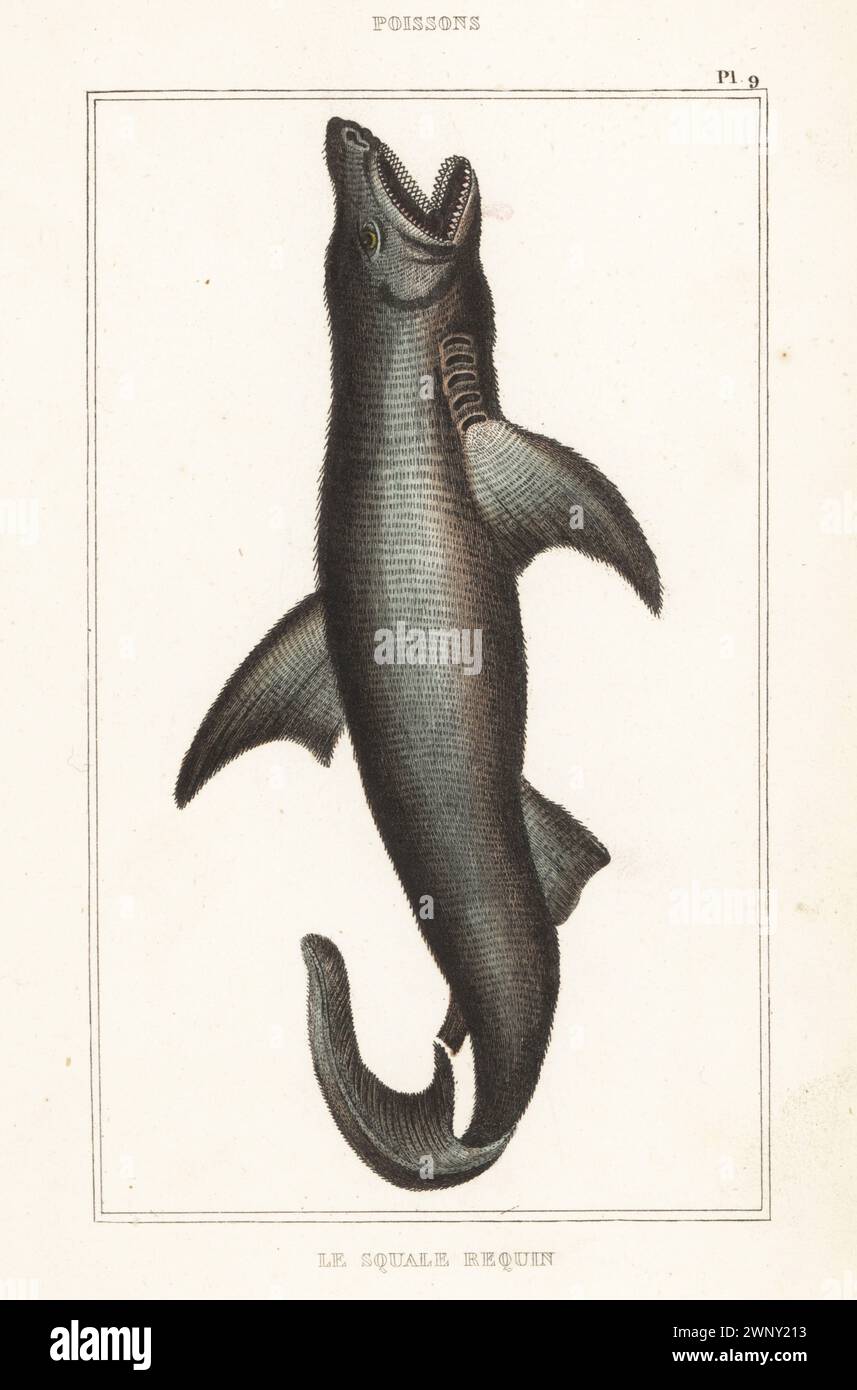 Großer weißer Hai, Carcharodon Carcharias, kritisch endandert. Le Squale requin, Squalus carcharias. Handkolorierter Stippelstich aus den Oeuvres du comte de Lacépède, comprenant l’histoire naturelle des Poissons, Paris, um 1850. Die nicht akkreditierten Illustrationen wurden aus Originalen von Jacques de Seve, Marcus Bloch, Robert Benard, Jean-Gabriel Pretre usw. kopiert Stockfoto