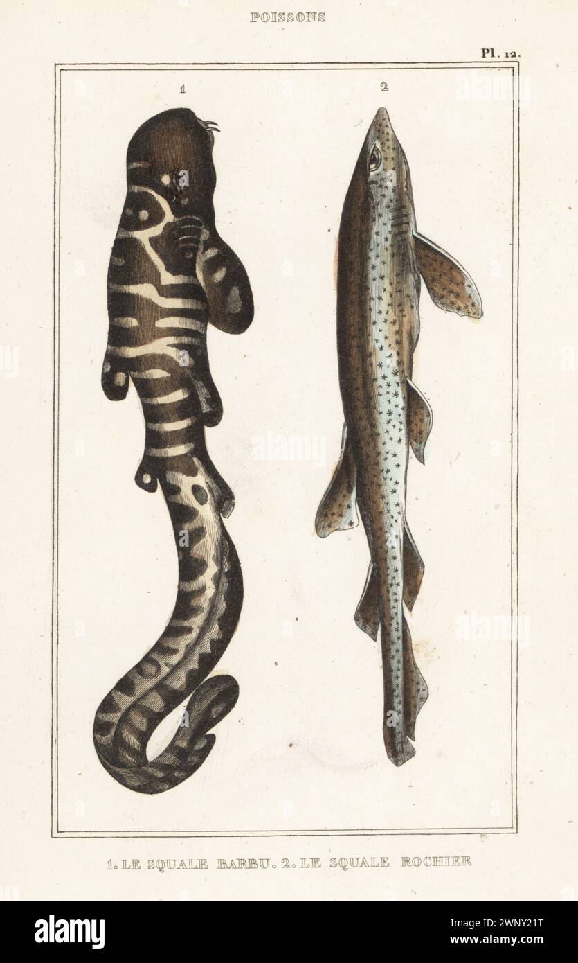 Gefleckter Wobbegong, Orectolobus maculatus 1 und Nursehound, Scyliorhinus stellaris 2. Le Squale barbu, Squalus barbatus, le Squale rochier, Squalus stellaris. Handkolorierter Stippelstich aus den Oeuvres du comte de Lacépède, comprenant l’histoire naturelle des Poissons, Paris, um 1850. Die nicht akkreditierten Illustrationen wurden aus Originalen von Jacques de Seve, Marcus Bloch, Robert Benard, Jean-Gabriel Pretre usw. kopiert Stockfoto