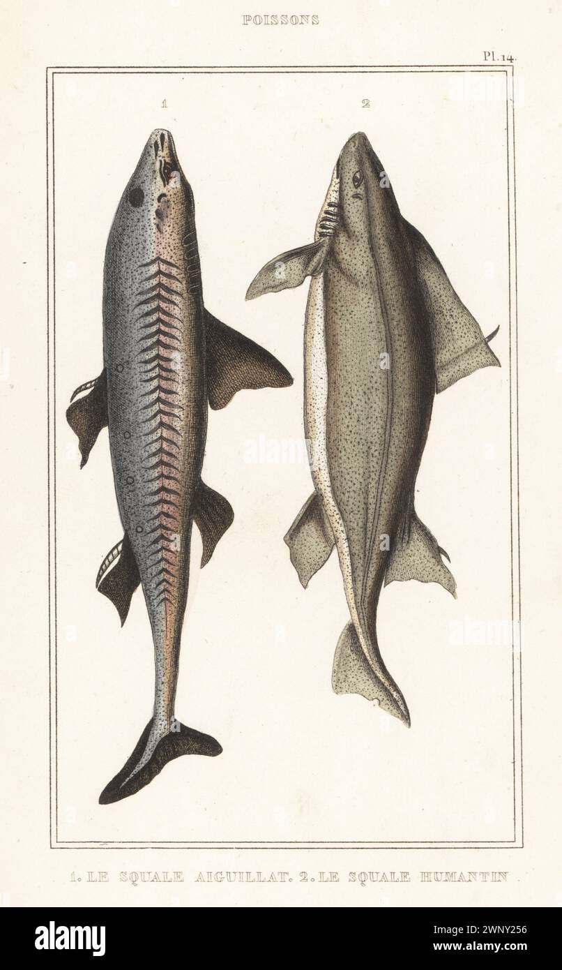 Dornhai, Squalus acanthias 1 und gefährdeter Winkelhai, Oxynotus centrina 2. Le Squale aiguillat 1, le Squale humantin, Squalus centrina 2. Handkolorierter Stippelstich aus den Oeuvres du comte de Lacépède, comprenant l’histoire naturelle des Poissons, Paris, um 1850. Die nicht akkreditierten Illustrationen wurden aus Originalen von Jacques de Seve, Marcus Bloch, Robert Benard, Jean-Gabriel Pretre usw. kopiert Stockfoto