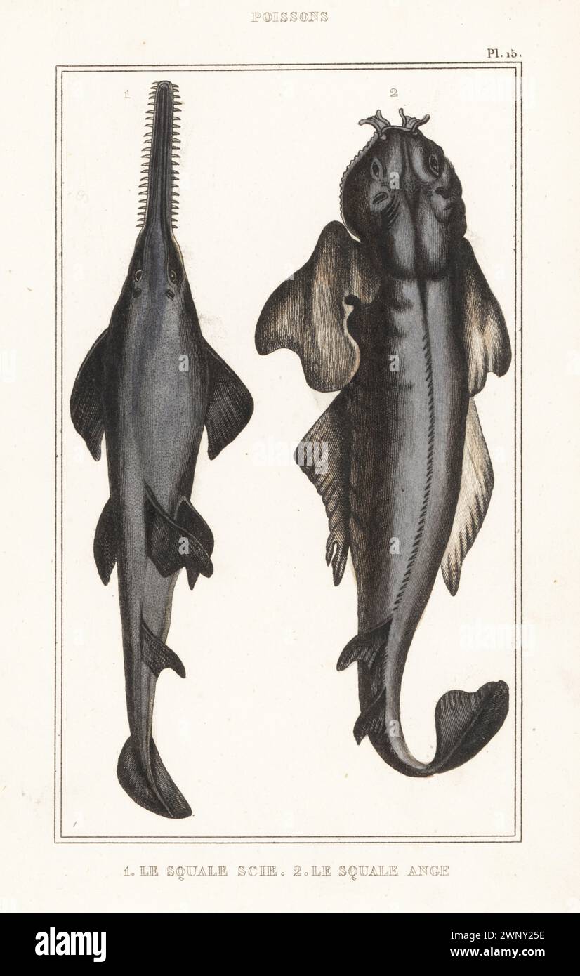 Gefährdeter Brombarhai, Echinorhinus brucus 1 und gefährdeter Engelhai oder Seeteufel, Squatina squatina 2. Le Squale Scie, Squalus spinosus, le Squale ange, Squalus squatina. Handkolorierter Stippelstich aus den Oeuvres du comte de Lacépède, comprenant l’histoire naturelle des Poissons, Paris, um 1850. Die nicht akkreditierten Illustrationen wurden aus Originalen von Jacques de Seve, Marcus Bloch, Robert Benard, Jean-Gabriel Pretre usw. kopiert Stockfoto