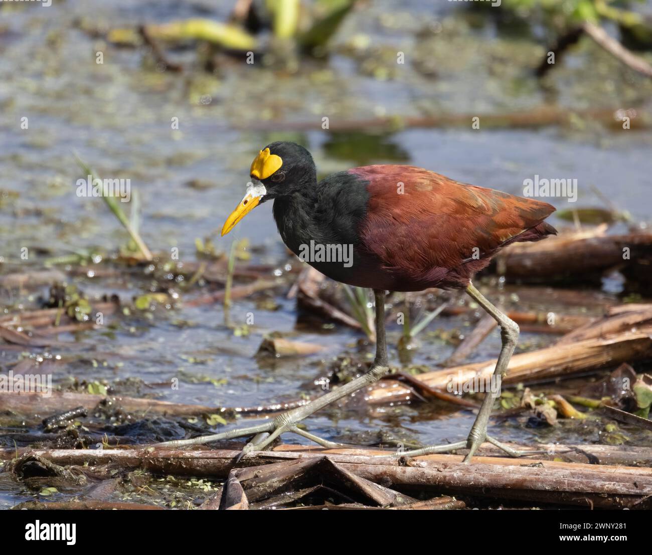 Nahaufnahme eines männlichen Nördlichen Jacana-Vogels, der in einem Feuchtgebiet im Palo Verde-Nationalpark in Costa Rica watet Stockfoto