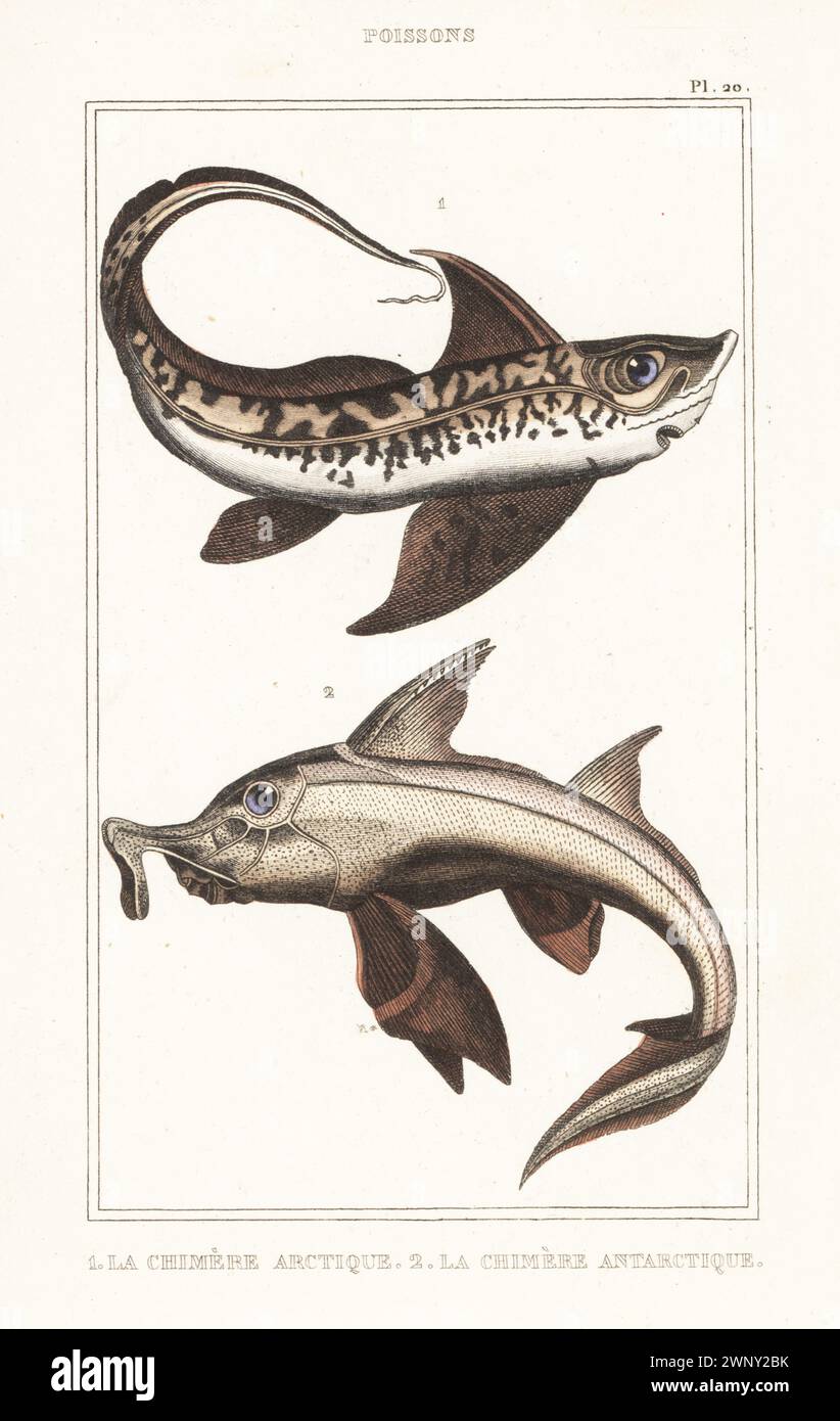 Kaninchenfische oder Rattenfische, Chimaera monstrosa 1 und ...