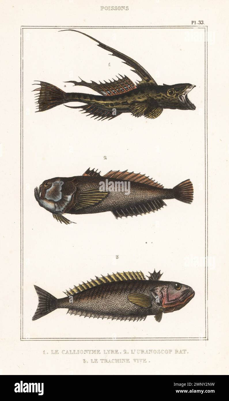 Drache, Callionymus lyra 1, Atlantischer Sterngucker, Uranoscopus Scaber 2 und Water Weever, Trachinus draco 3. Le callionyme leier, l'uranoscop Ratte, le trachine vive. Handkolorierter Stippelstich aus den Oeuvres du comte de Lacépède, comprenant l’histoire naturelle des Poissons, Paris, um 1850. Die nicht akkreditierten Illustrationen wurden aus Originalen von Jacques de Seve, Marcus Bloch, Robert Benard, Jean-Gabriel Pretre usw. kopiert Stockfoto