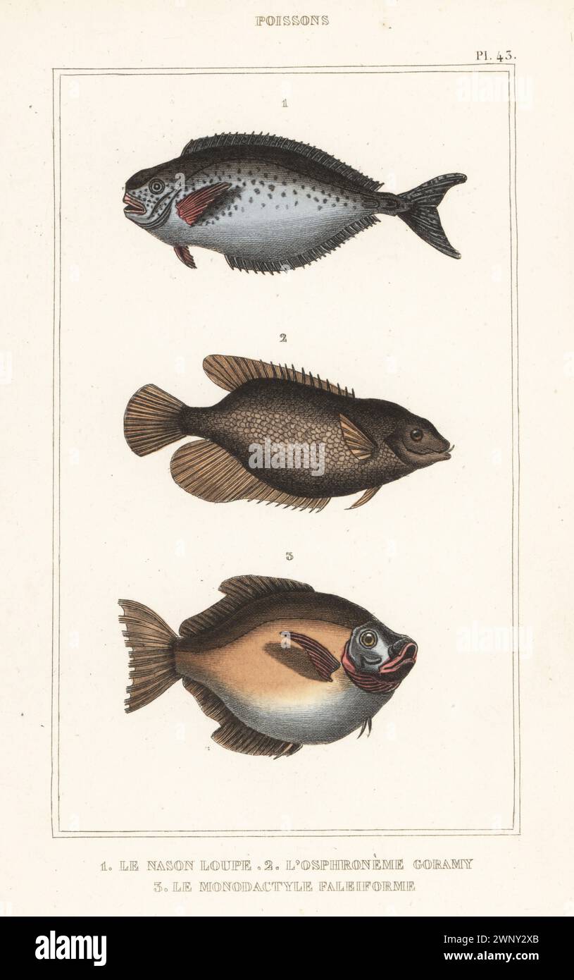 Bulbnose-Einhörner, NASO Tonganus 1, Riesengurami, Osphronemus goramy 2 und Full Moony, Monodactylus falciformis 3. Le nason Loupe, l'osphroneme goramy, le monodactyle falciforme. Handkolorierter Stippelstich aus den Oeuvres du comte de Lacépède, comprenant l’histoire naturelle des Poissons, Paris, um 1850. Die nicht akkreditierten Illustrationen wurden aus Originalen von Jacques de Seve, Marcus Bloch, Robert Benard, Jean-Gabriel Pretre usw. kopiert Stockfoto