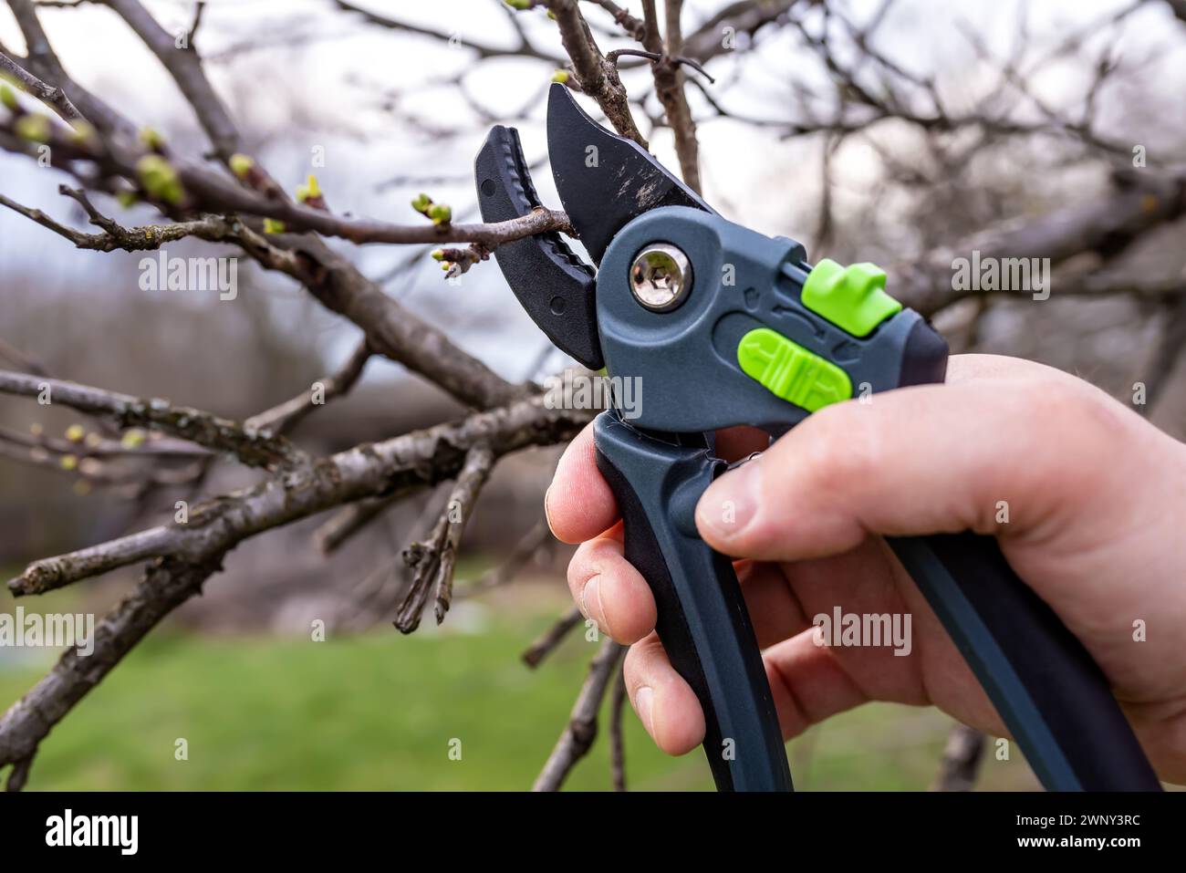 Ein Gärtner beschneidet einen Pflaumenbaum mit einer Gartenschere in einem Frühlingsgarten. Stockfoto