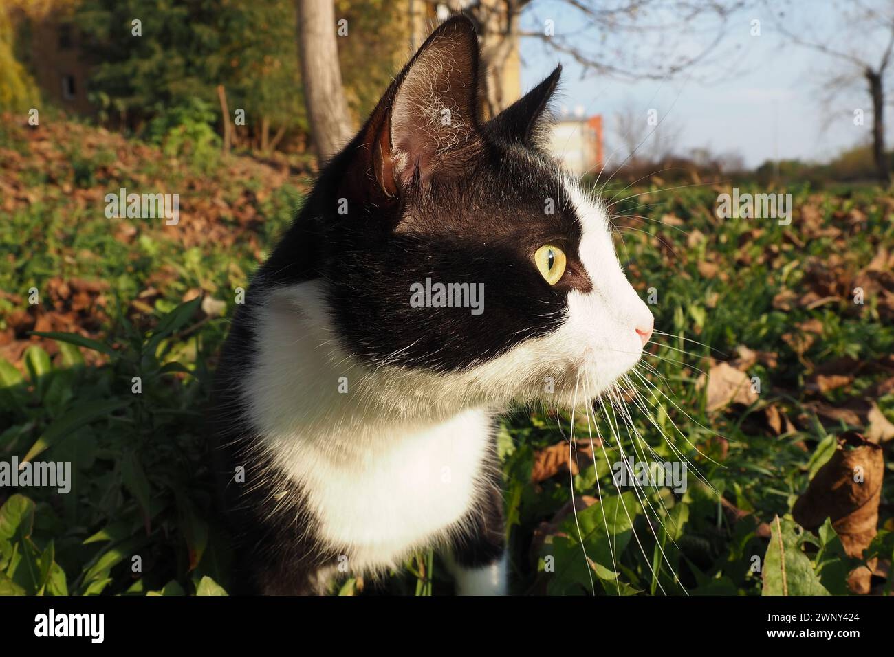 Schwarz-weiße Katze auf dem Gras. Die Katze sieht sich um. Gehen Sie mit Ihrem Haustier an der frischen Luft. Gute Ernährung für das Tier. Jagd und Erkundung der Stockfoto
