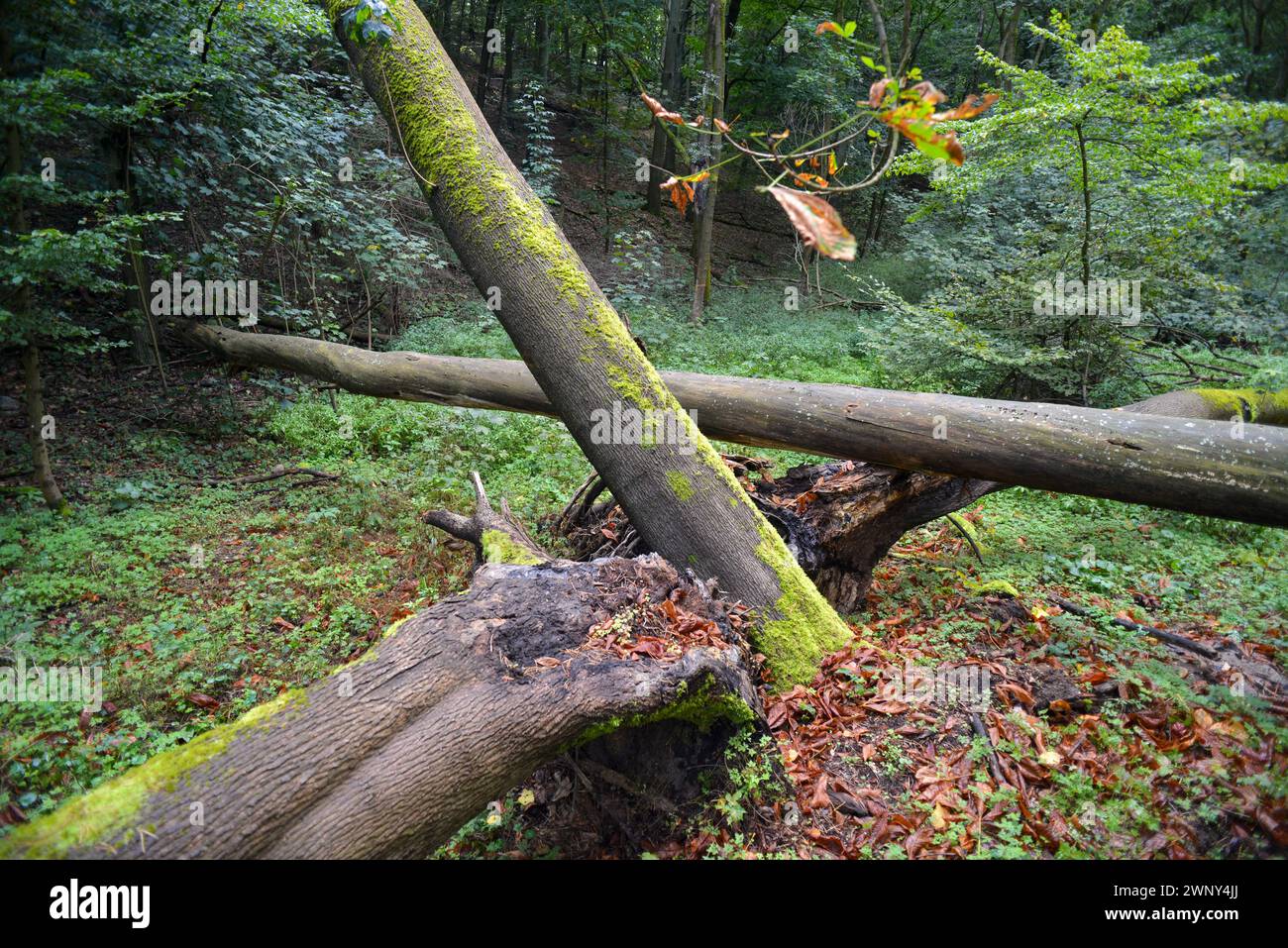 Umgestürzte Bäume. Benachbarte Bäume, die durch Stürme entwurzelt sind, werden verrotten. In den Berliner Wäldern darf sich die Natur meist auf natürliche Weise umpflanzen. Stockfoto