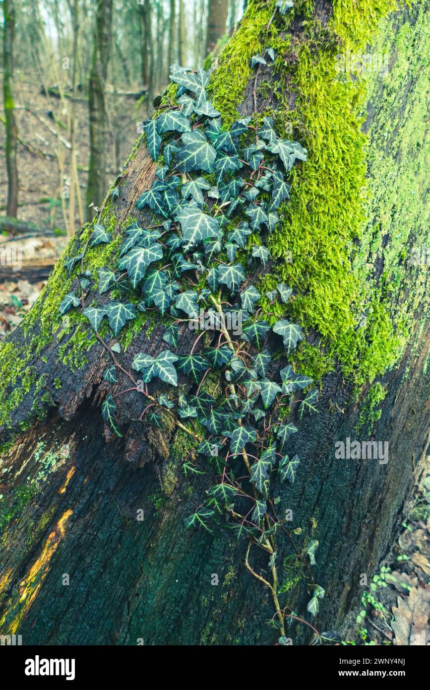 Leben und Tod: Ein Efeuzweig, der auf dem toten Stamm einer Eiche im Grunewald in Berlin aufsteigt Stockfoto