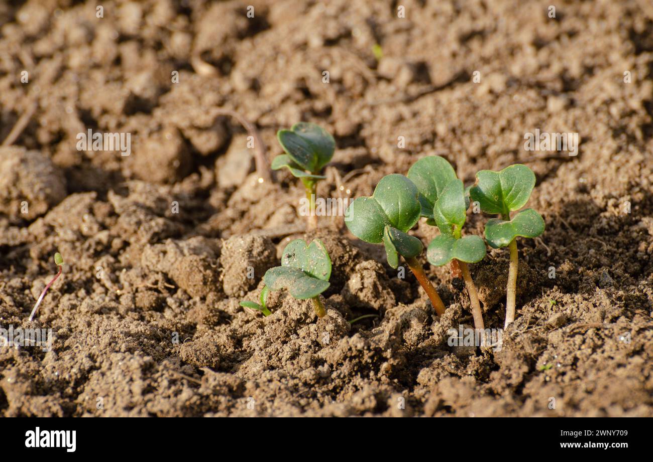 Rettich-Setzlinge, die Pflanzen anbauen und pflegen Stockfoto