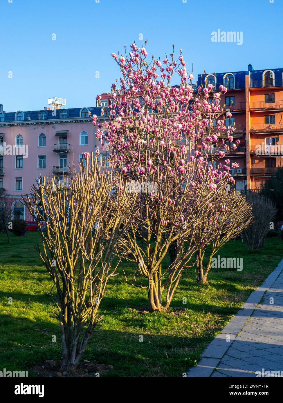 Blühende Magnolie. Magnolienknospen. Südliches Laub. Flora Batumi. Blumen in einem Stadtpark Stockfoto