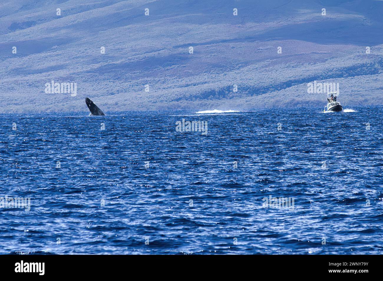 Buckelwale werden in der Ferne von einem Boot mit Walbeobachtern beobachtet. Stockfoto