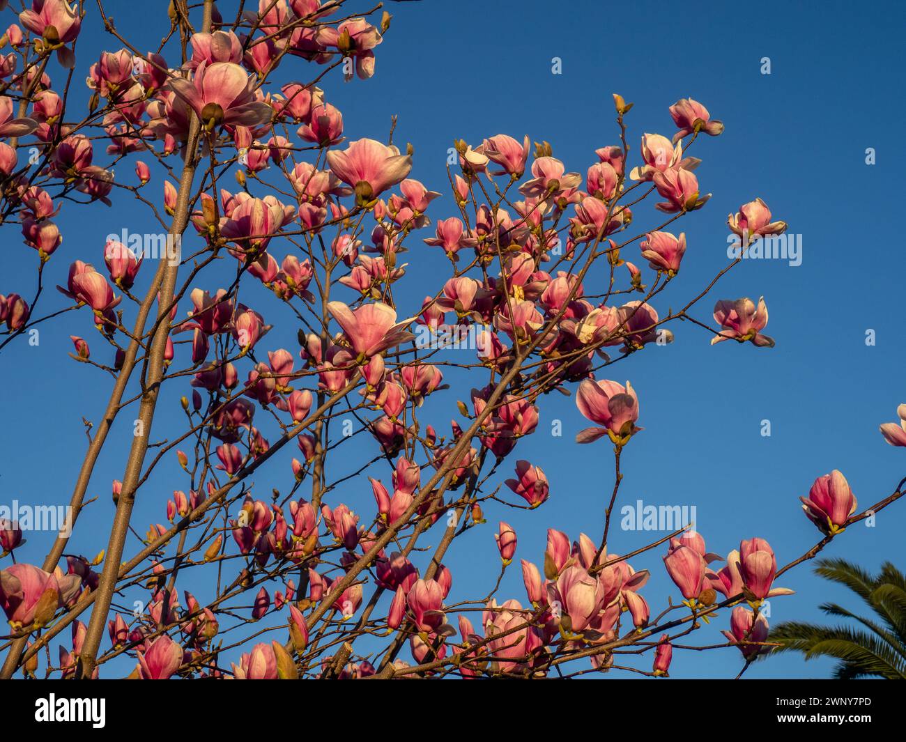 Blühende Magnolie. Magnolienknospen. Südliches Laub. Rosafarbene Blätter gegen den Himmel. Flora Batumi. Blumen in einem Stadtpark Stockfoto