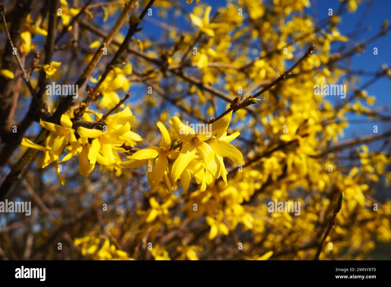 Forsythia ist eine Gattung von Sträuchern und kleinen Bäumen aus der Familie der Oliven. Zahlreiche gelbe Blüten an Ästen und Triebe. Klassendikotyledonöse Ordnung Stockfoto
