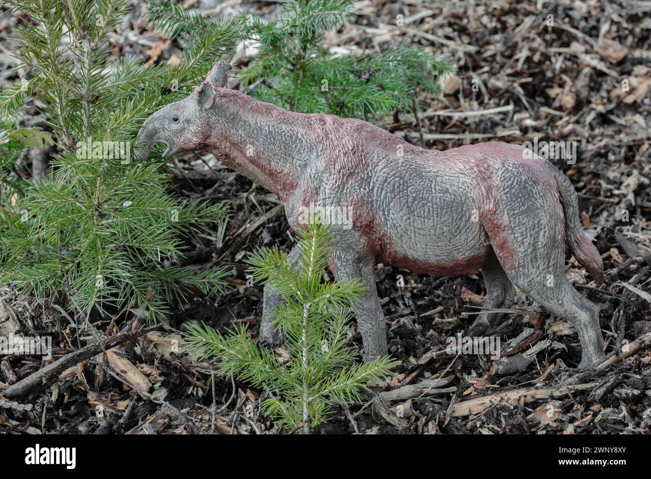 Jahre nach einem verheerenden Waldbrand kehrt das Leben zurück, um das größte Land-Säugetier zu ernähren, das der Wissenschaft bekannt ist, das Paraceratherium (Collecta 2021). Stockfoto
