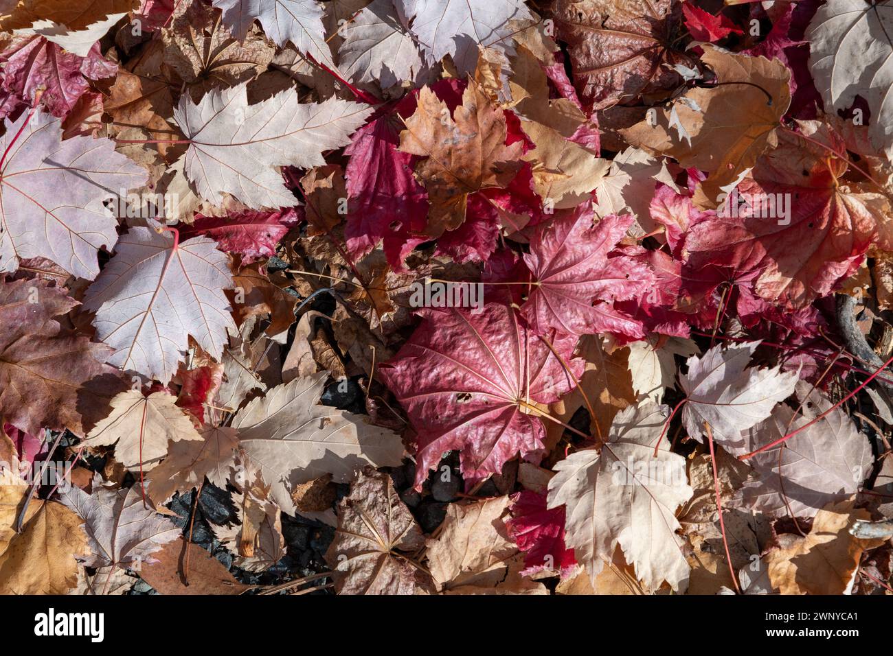 Herbstblätter verschiedener Farben trocknen in der Sonne auf dem Waldgrund, natürliche Blattstreu, abstrakter Hintergrund. Stockfoto