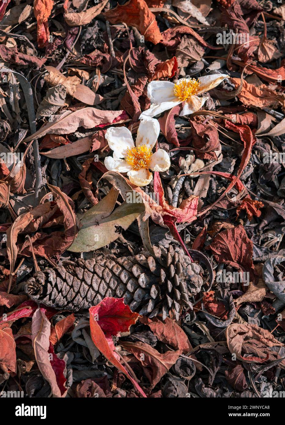 Herbstblätter verschiedener Farben trocknen in der Sonne auf dem Waldboden. Einschließlich rote Blätter Tannenzapfen und weiße Blüten. Stockfoto