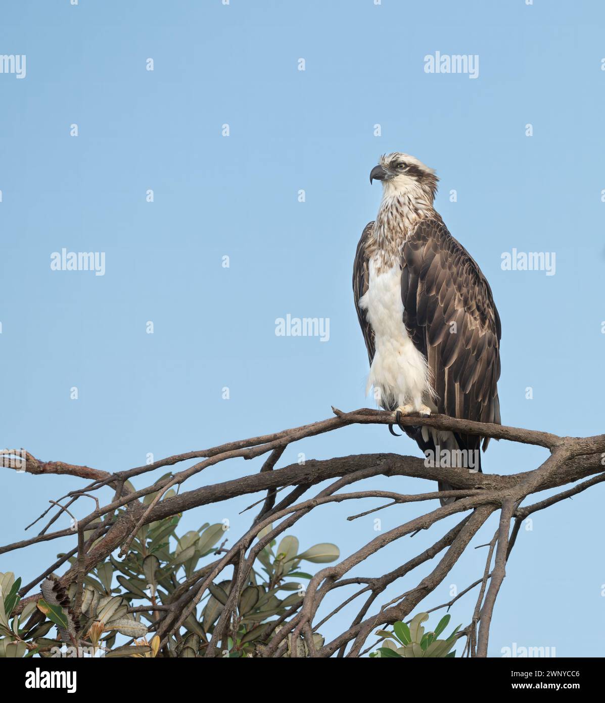 Östlicher Fischadler, pandion haliaetus cristatus, australischer Vogel des Gebets, der auf einem Zweig mit isoliertem blauen Himmel mit Kopierraum thront. Stockfoto